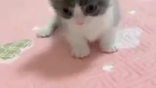 Adorable Cute baby kitten