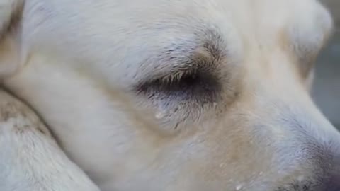 Dog Save Blind Man