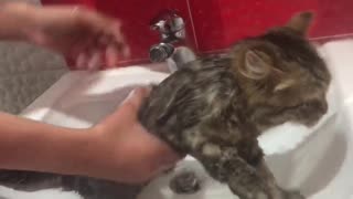 The cat does not want to shower