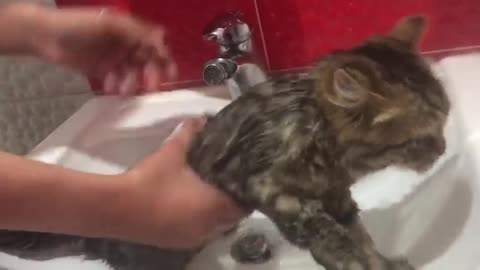 The cat does not want to shower