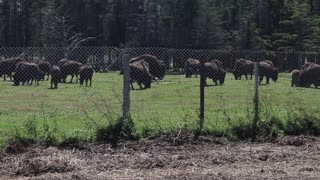 A Nice Herd of Grazing Bison