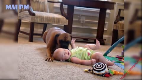 Cute Boxer Dogs Playing And Protecting Babies Videos Compilation