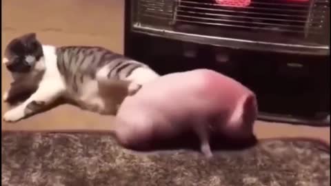 CAT VS PIG - 🐱 vs 🐷