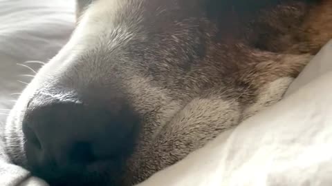 Cute dog snoring so loud