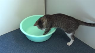 The Cat and the Fascinating Empty Basin