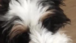 Black white spotted dog eats peanut butter on spoon