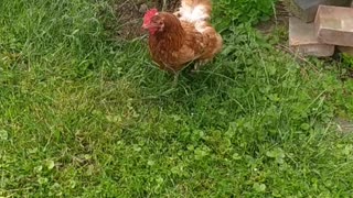 A Zorro-type scarecrow 👻👽🙀👀 in my Garden