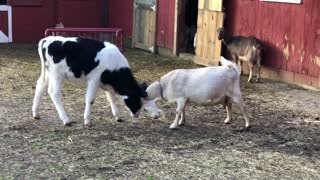 Baby cow and goat playing