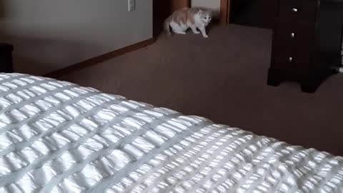 Derpy cat believes he's a dog and plays fetch for hours