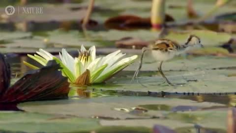 Jacana Dad Rescues his Chicks from a Crocodile_Cut.mp4