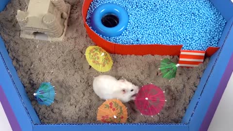 Pool Maze for Hamster - Rainbow Pyramid