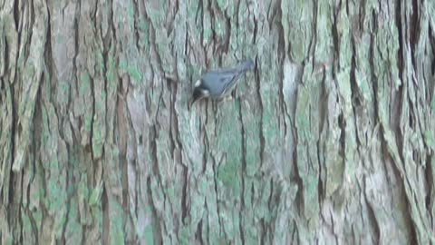 275 Toussaint Wildlife - Oak Harbor Ohio - White Breasted Nuthatch