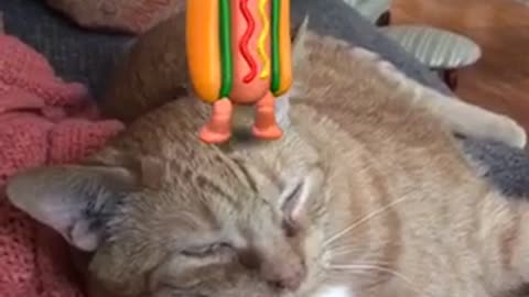 Hotdog dances on cats head