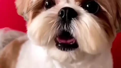 My Dog Has a Pure Heart 🥺, The dog video #26 Funny & Cute Animals Dog cute funny love
