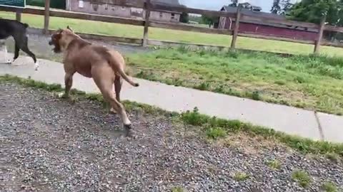 German Shepherd Attacks Pitbull OFF LEASH DOG PARK Part 1_360p