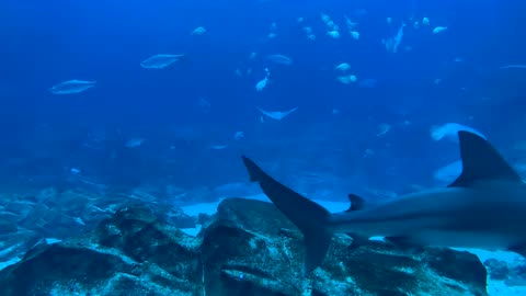 The grey reef shark or gray reef shark