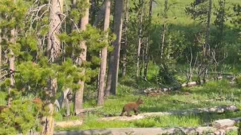 Mama Bear and Cub Wander Through Forest in Yellowstone