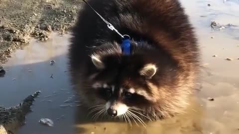 Raccoon what is doing