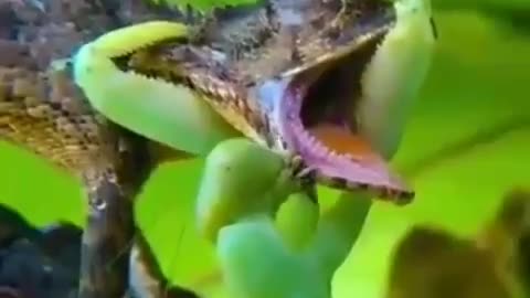 chameleon vs mantis the ultimate fight