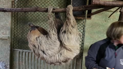 Worlds Oldest Sloth Sets Guinness World Record