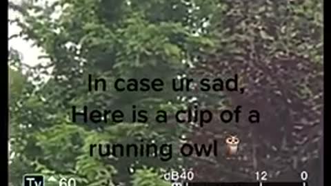 Owl 🦉 running