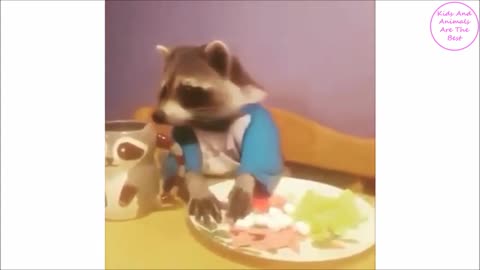 most funny and cute racoons