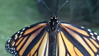 Releasing a Monarch.