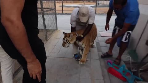 LION ATTACKED DUBAI RICHEST KID !!!-10