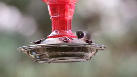 Reno Nevada Hummingbird