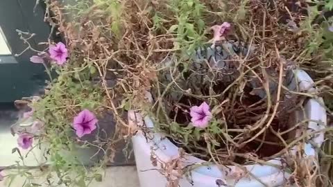 The flower branches in the flowerpot are all withered and the flowers are still blooming well