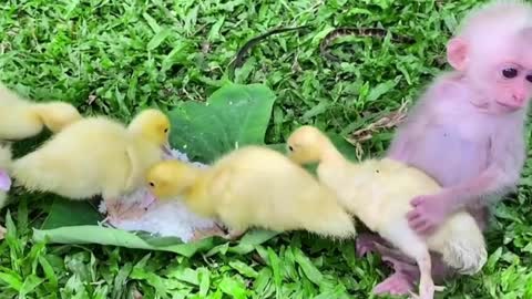 Baby monkey & ducklings