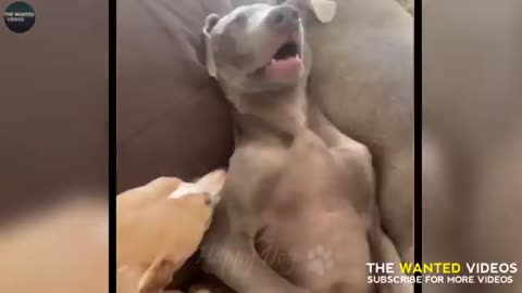 Dog funny video