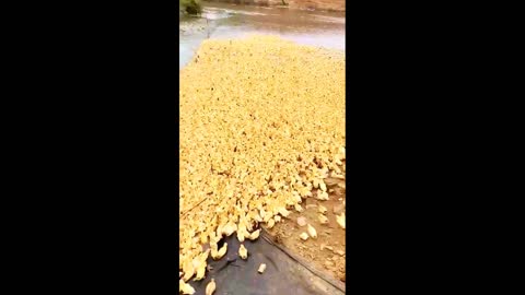 A large number of cheerful ducklings