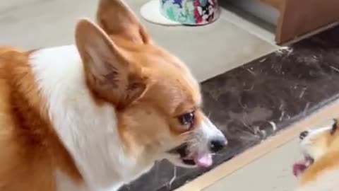 Corgi daily life