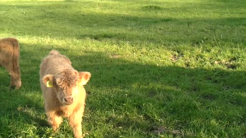 2 cute long haired calves that sometimes look almost like sheep are interested in a human. Video