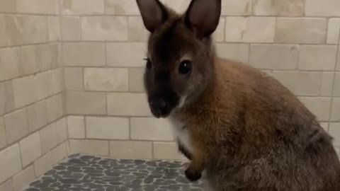 The wallaby ran to the bathroom