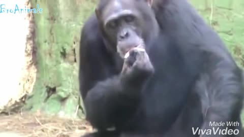 Smoking chimpanzee