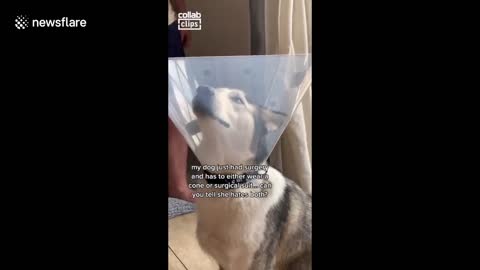 Dramatic husky gets upset about having to wear a cone and hides behind the curtain