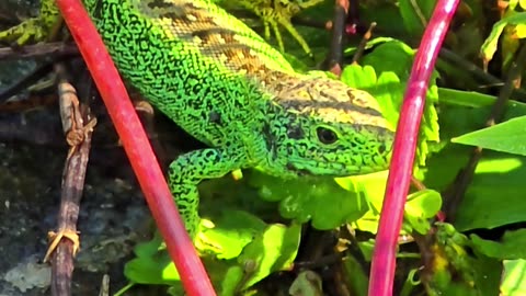 Beautiful green sand lizard / beautiful reptile in the wild.