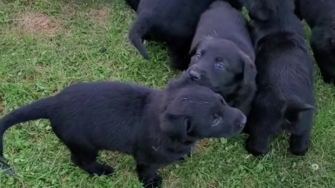 Cutest Lab German Shepard puppies