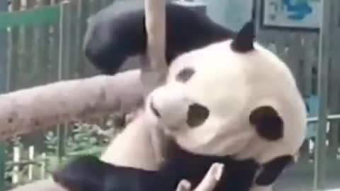 Cute Panda 🐼