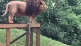 Check how lion's roar can bring the whole animals in his place