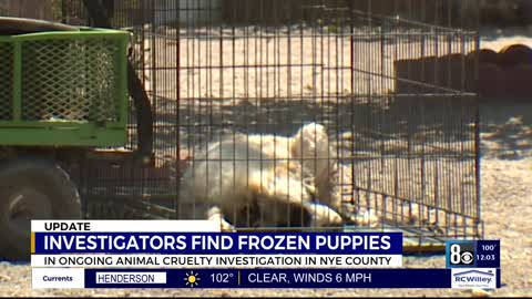 Frozen Puppies Discovered at Unlicensed Properties Where 300 Dogs Lived
