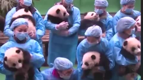 100 FUNNY PANDA BABIES CUTE VIDEO FOR CUTE GIRLS