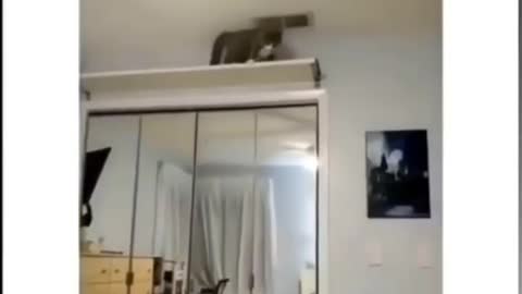 Funny cats: Aerial attack!