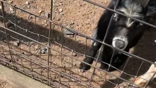 Adult Goat Rams Baby Goat About to Get Food