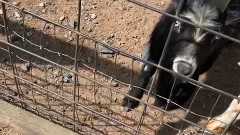 Adult Goat Rams Baby Goat About to Get Food