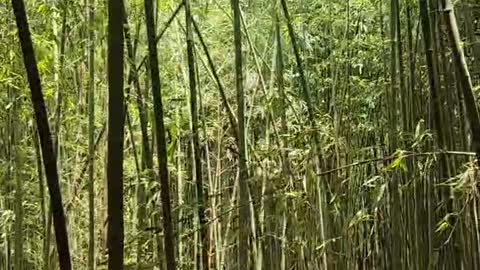 Quiet bamboo forest with profound artistic conception