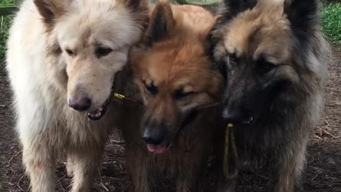 Three Dogs Use Teamwork To Fetch The Same Stick In Unison