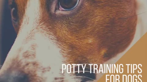 potty training for dogs